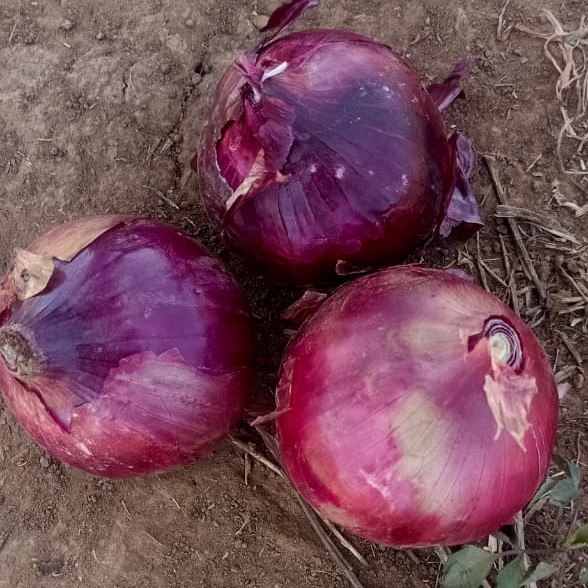 Onions